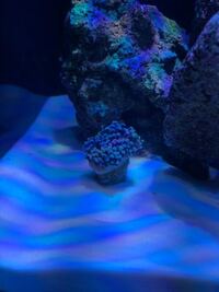 生体のいる海水水槽の底砂にサンゴ砂を足したら水が濁ってなかなか戻りません Yahoo 知恵袋