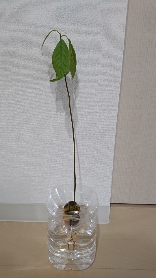 アボカドの水耕栽培葉っぱが枯れそうですペットボトル容器に入れて育 Yahoo 知恵袋