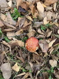 毒キノコのようですが 食べられますか 北海道空知で採集しました Yahoo 知恵袋