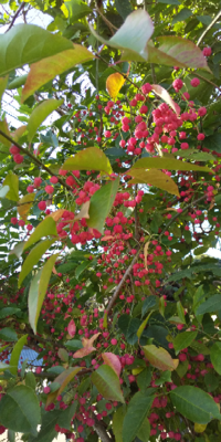 今の時期に赤い実のなるこの木の名前を教えて下さい よろしくお願い Yahoo 知恵袋