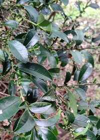 下の写真の常緑樹は何と言う植物でしょうか 敷地内に知らない間に自生し Yahoo 知恵袋