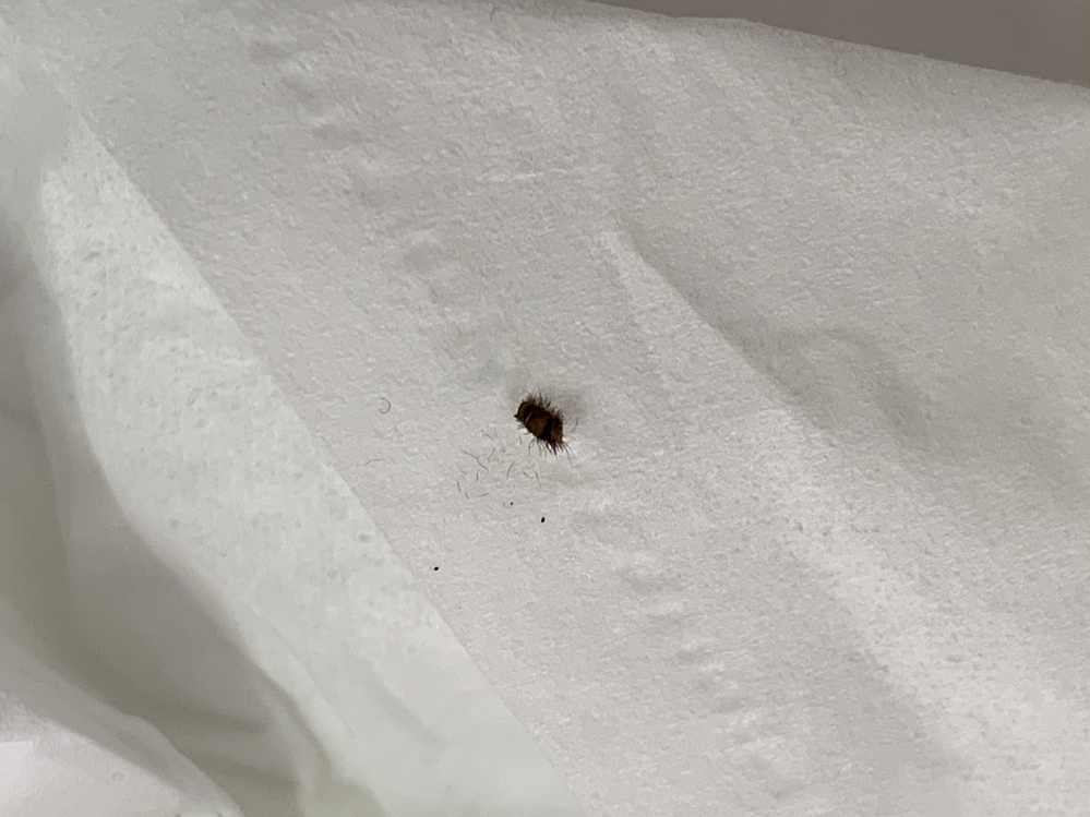 最近黒くてかたい小さな虫が部屋によくでます。これはどういう虫でな... Yahoo!知恵袋