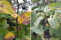 この黒い実の蔓植物の名前を教えてください サルトリイバラによく似 Yahoo 知恵袋