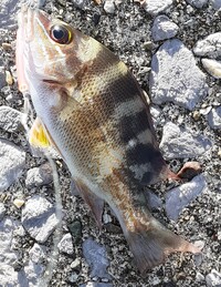 魚の種類について質問です 宮崎市の 清武川河口の近くにあるテトラポット 海 Yahoo 知恵袋