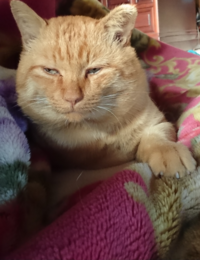 家出した猫が戻ってた方 家出した猫を発見出来た方に質問です １ 何日して見 Yahoo 知恵袋