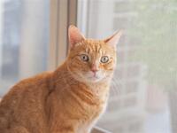 茶トラはオスが多いから飼い猫になるとちゃたろうという名前をつけら Yahoo 知恵袋