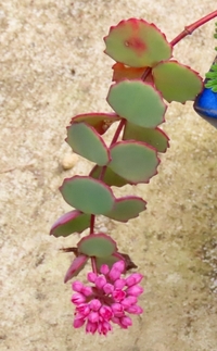 この花は何というのでしょうか ミセバヤです Yahoo 知恵袋