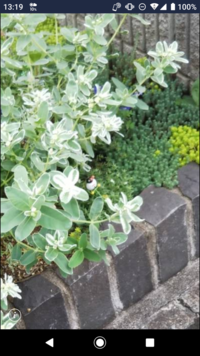 周囲が白く楕円の葉がとてもきれいな植物の名前を知りたいです よく見ると青い Yahoo 知恵袋