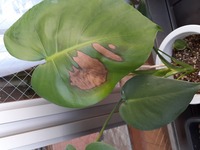 観葉植物の葉がだんだん黒くなった後枯れてきてしまいました 植物の Yahoo 知恵袋