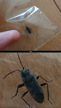 この画像の甲虫はなんでしょうか 教えて 住まいの先生 Yahoo 不動産