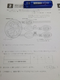 お早い回答をお願いいたします よく 葉にアルミニウムを被せて日光に Yahoo 知恵袋
