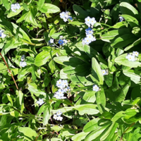 花言葉を持つ花の中で 再生 復活 再出発 などの意味を Yahoo 知恵袋