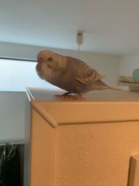 セキセイインコが突然こういう体制で休み始めました 初めて見る姿勢なの Yahoo 知恵袋
