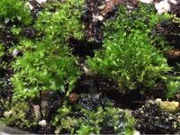 苔の名前がわからないのですが 道端等で見かける苔はスナゴケ ハイ Yahoo 知恵袋