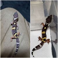 この度レオパのブラックナイトを購入しました 飼いはじめて2週間程 Yahoo 知恵袋