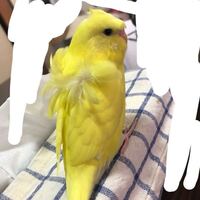 セキセイインコ、羽衣セキセイインコについて詳しい方がいらっしゃいましたら教... - Yahoo!知恵袋