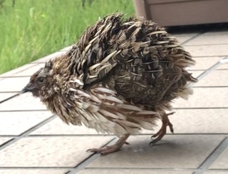 今朝 ベランダにこんな可愛い鳥が来ました でも なんていう鳥だろう どう Yahoo 知恵袋