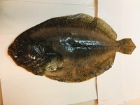 ヒラメ カレイ ダルマカレイ ヌマガレイ なんでしょう 背中はウ Yahoo 知恵袋