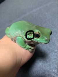 カエルのここって耳ですか Yahoo 知恵袋