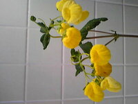 切り花で売っていたお花です 黄色いちょうちんみたいな花が咲いて とてもカワ Yahoo 知恵袋