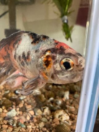 金魚の元気がないので見てみた所 白いブツブツがありました これは白点病でし Yahoo 知恵袋