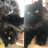 生後一年位の黒ネコを飼っていますが 最近白い毛が混じり初めました 与えている Yahoo 知恵袋