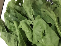 花芽が出たほうれん草は食べられないんですか 食べられますよ でも Yahoo 知恵袋