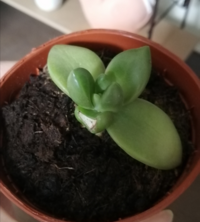 金のなる木 を ダイソーの 観葉植物土 で育てると 枯れてしまいますか Yahoo 知恵袋