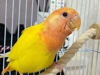 このコザクラインコは雄ですか 雌ですか もうすぐ5歳になるコザクラインコがい Yahoo 知恵袋