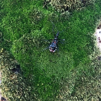 これは何の虫ですかね セアカゴケグモかと思ったのですが 蜘蛛じゃない Yahoo 知恵袋