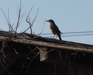 この鳥はなんですか 教えて下さいませ イソヒヨドリです Http Yahoo 知恵袋