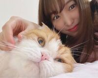 櫻坂46の菅井友香さんの飼っている猫トムは何ていう種類の猫ですか と Yahoo 知恵袋