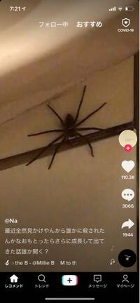 この蜘蛛はなんていう蜘蛛ですか？ こんなでかい蜘蛛が日本にいるんですか？
こんなでかい蜘蛛触ったら指噛みちぎられたりしませんか？