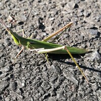 ショウリョウバッタを虫かごで飼ってますが 正しい飼い方を教えてくださ Yahoo 知恵袋