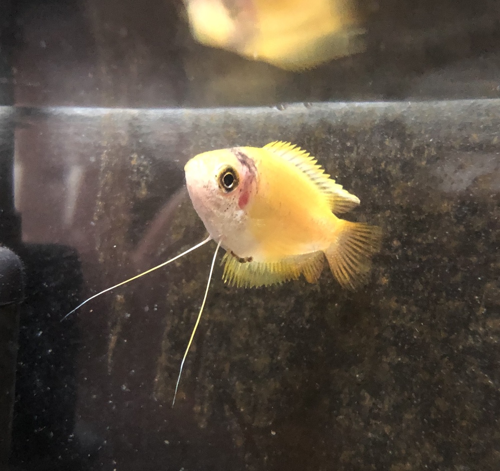 熱帯魚の病気について教えていただきたいことがあります 先週頃から家で Yahoo 知恵袋