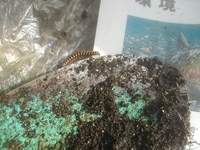 この虫は何ですか 黒とオレンジのシマシマで 植木鉢の下など湿った場所にいま Yahoo 知恵袋