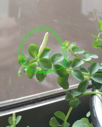 植物に詳しい方教えてください 観葉植物の先から 変な黄緑の細 Yahoo 知恵袋