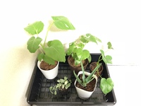 ダイソーで観葉植物を買いましたが 名前がわかりません 誰かわかる Yahoo 知恵袋