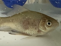 鉄魚の寿命は何年ですか 7年前に譲っていただいた鉄魚3匹と和金7年目がい Yahoo 知恵袋