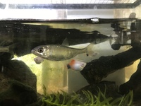 相模川の支流 目久尻川 で昨年捕まえた魚がどんどん大きくなりまし Yahoo 知恵袋