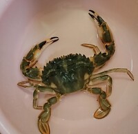 このカニはサワガニですよね海に行ってきて取ったのですが食べられま Yahoo 知恵袋