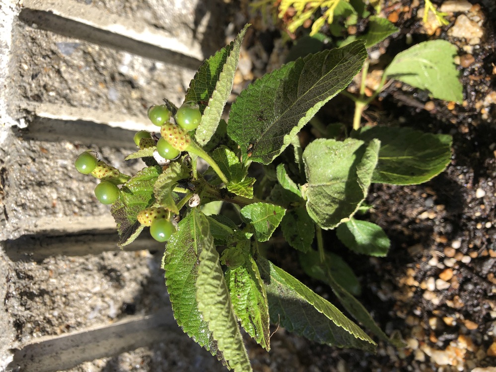 庭にランタナを植えています 花が可愛いので植えていましたが 花も Yahoo 知恵袋