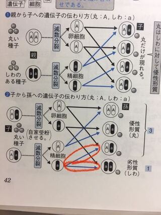 中3理科です 至急お願いします 遺伝についてで生殖細胞が作られるため Yahoo 知恵袋
