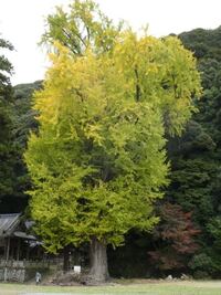 イチョウは雌雄異株ですが花粉ジャナク精子はどのぐらいの距離雄木が離れていて Yahoo 知恵袋