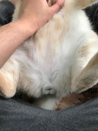 猫 去勢後 うるさい