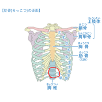 急に画像の部位 みぞおち 辺りに腹痛が起こり もう三時間近く痛いです 発 Yahoo 知恵袋