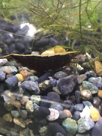 なんのエビだかわかりますか 黒化したミナミヌマエビなどのカ Yahoo 知恵袋