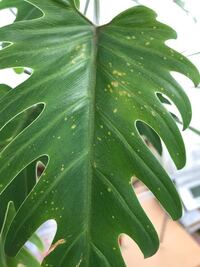 観葉植物 クッカバラ について質問させて頂きます 写真のように白っぽ Yahoo 知恵袋