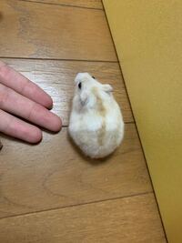 イエロープティングジャンガリアン 毛の変色うちのイエロープティングジャンガリア Yahoo 知恵袋