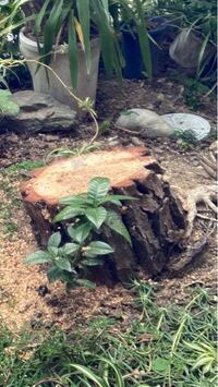 松の木を切って 根を腐らせたいのですが ドリルで何センチく Yahoo 知恵袋